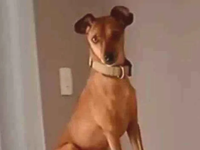 Cachorro ra a Pinscher idade 2 anos nome Madruguinha