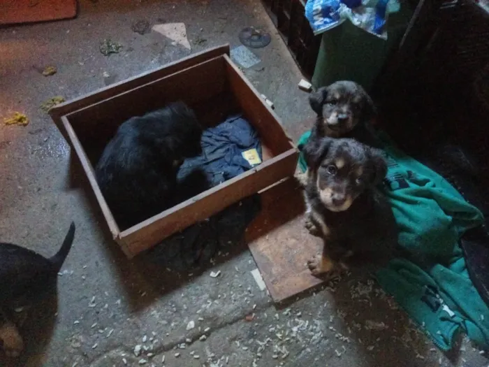 Cachorro ra a SRD-ViraLata idade 2 a 6 meses nome Não tem nomes