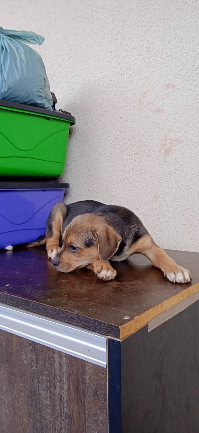 Cachorro ra a vira lata idade Abaixo de 2 meses nome filhotes