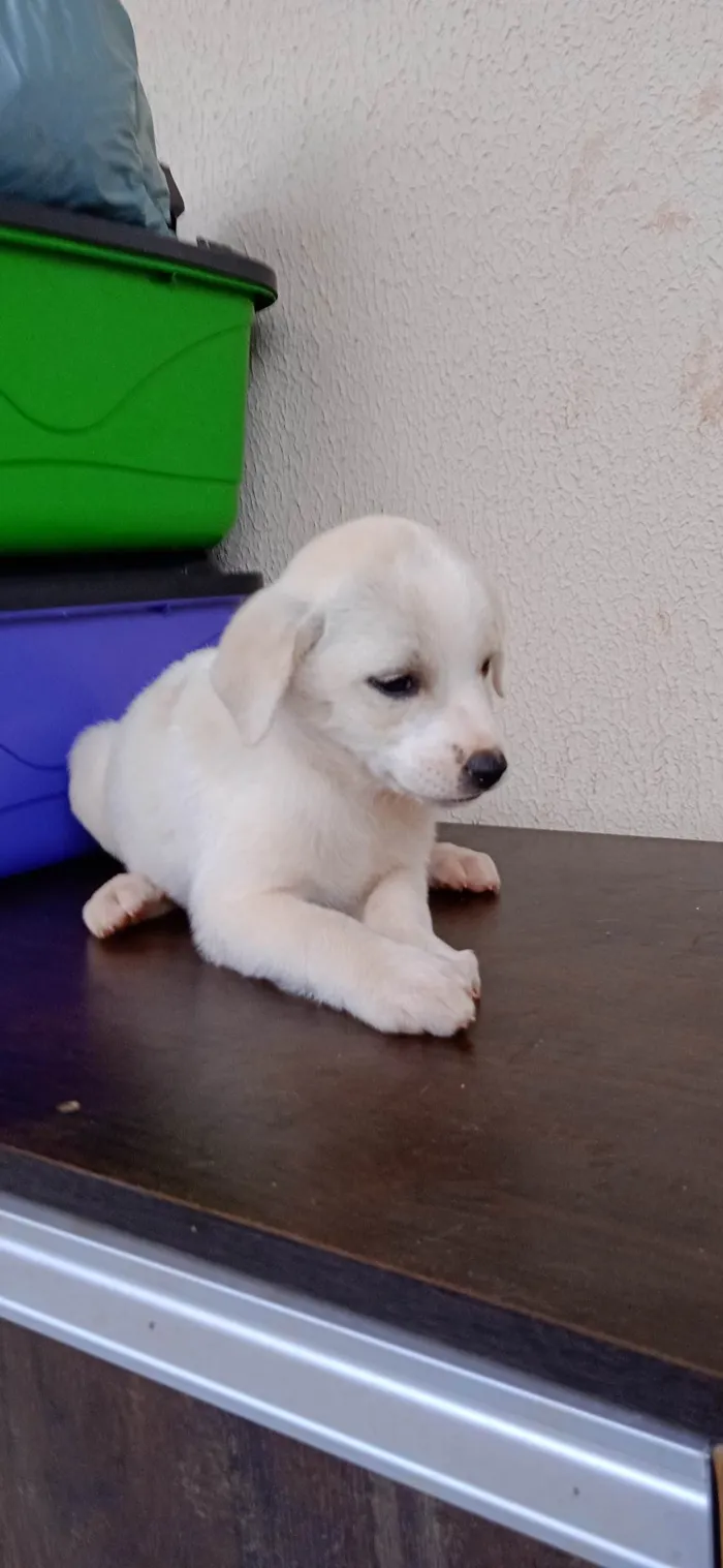 Cachorro ra a vira lata idade Abaixo de 2 meses nome filhotes