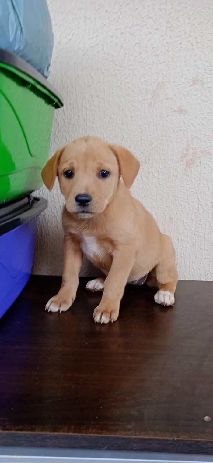 Cachorro ra a vira lata idade Abaixo de 2 meses nome filhotes