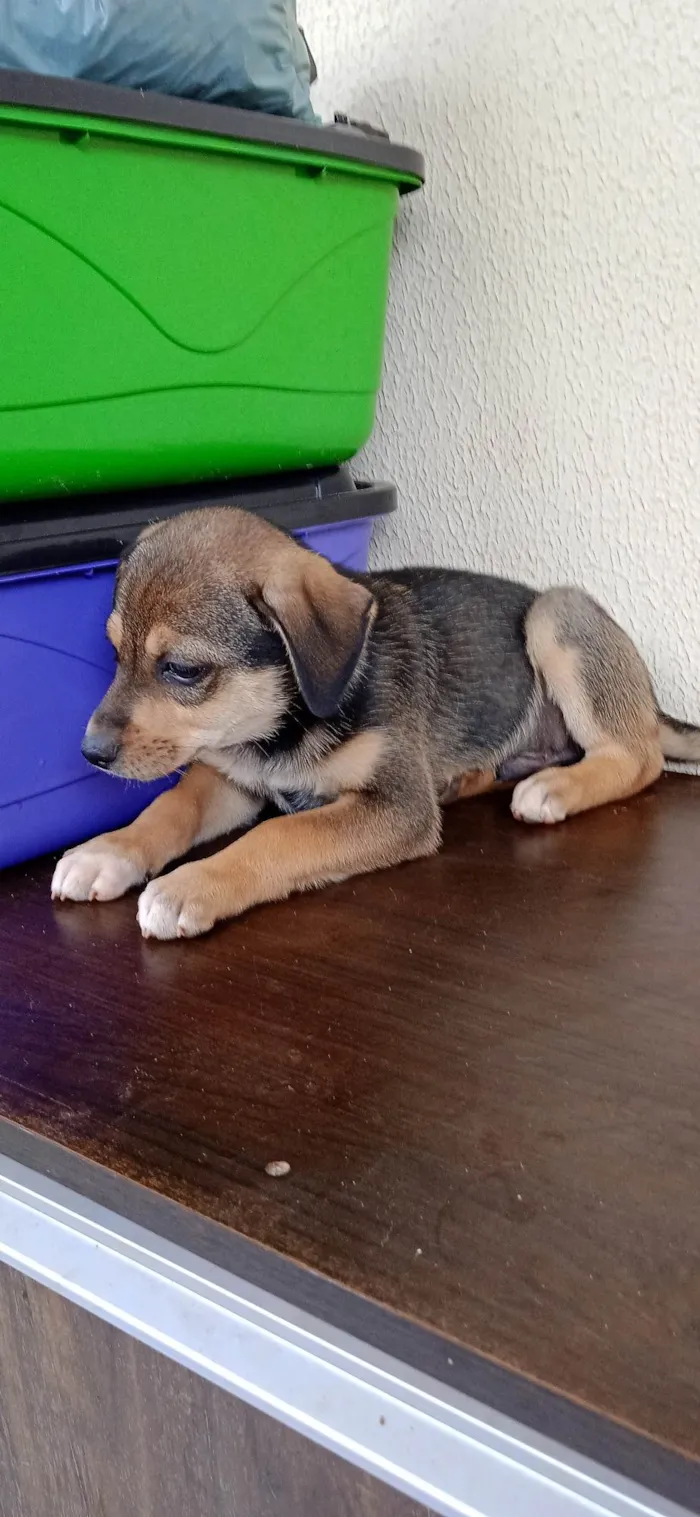 Cachorro ra a vira lata idade Abaixo de 2 meses nome filhotes