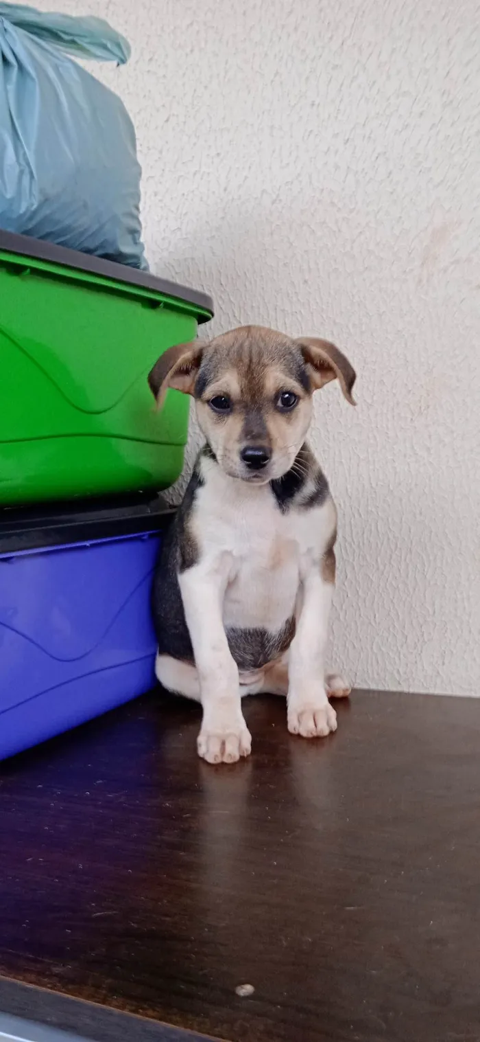 Cachorro ra a vira lata idade Abaixo de 2 meses nome filhotes