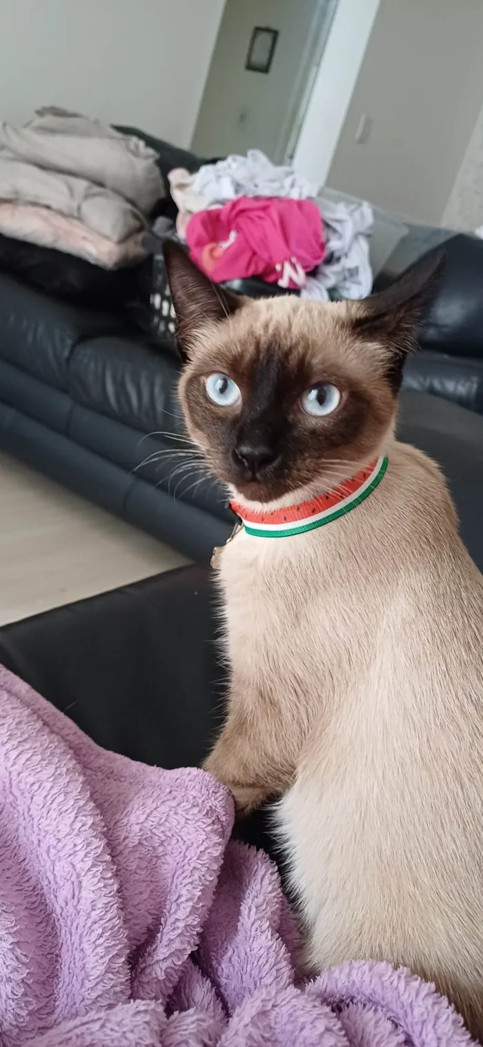 Gato ra a Siamesa e Pretinho idade 2 a 6 meses nome Ofélia e Orfeu 