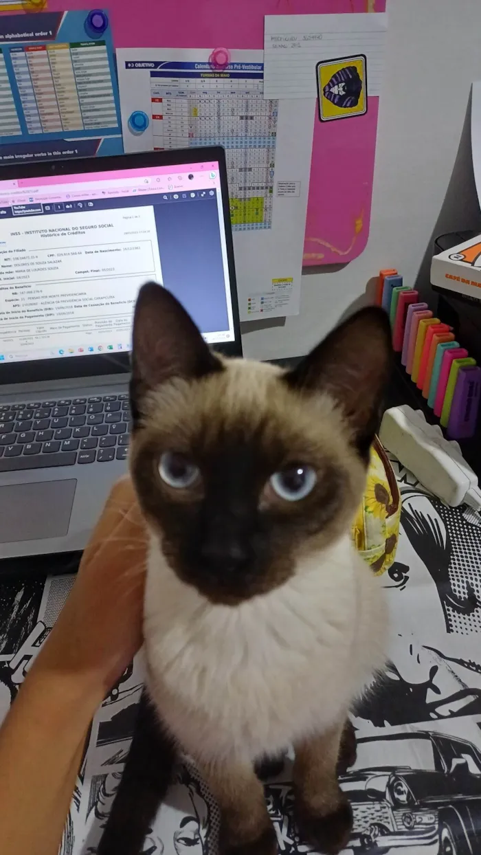 Gato ra a Siamesa e Pretinho idade 2 a 6 meses nome Ofélia e Orfeu 