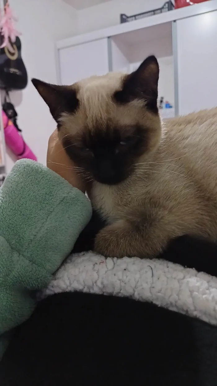 Gato ra a Siamesa e Pretinho idade 2 a 6 meses nome Ofélia e Orfeu 