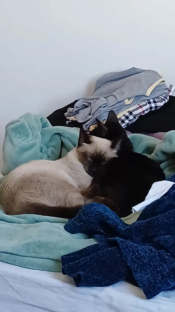 Gato ra a Siamesa e Pretinho idade 2 a 6 meses nome Ofélia e Orfeu 