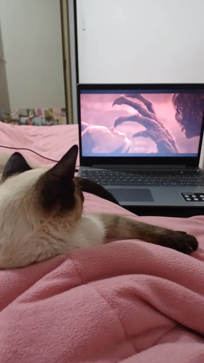 Gato ra a Siamesa e Pretinho idade 2 a 6 meses nome Ofélia e Orfeu 