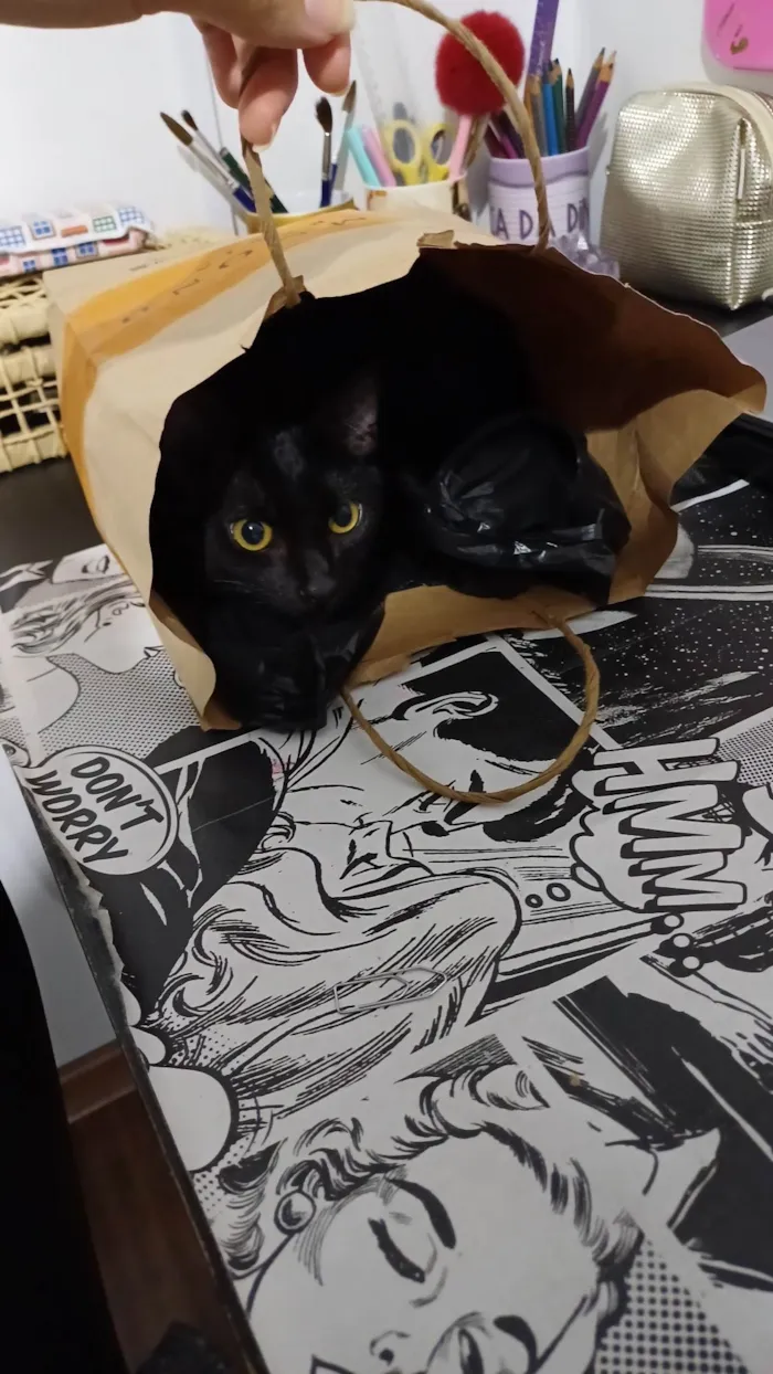 Gato ra a Siamesa e Pretinho idade 2 a 6 meses nome Ofélia e Orfeu 