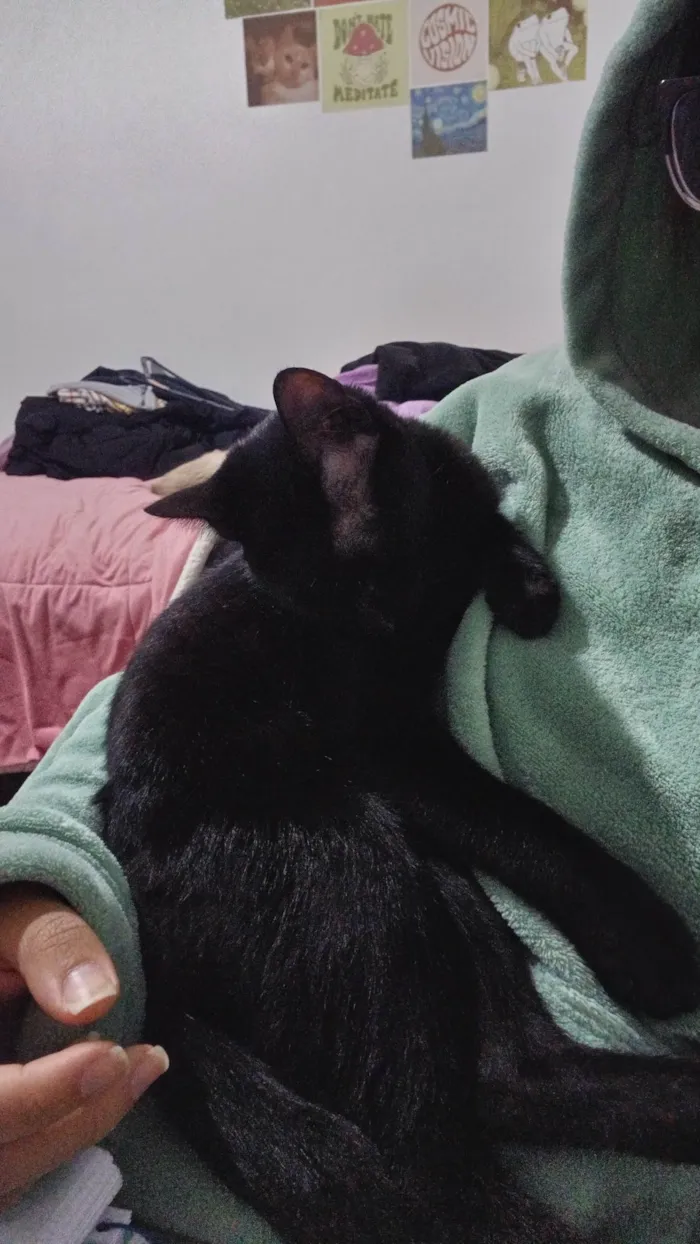 Gato ra a Siamesa e Pretinho idade 2 a 6 meses nome Ofélia e Orfeu 