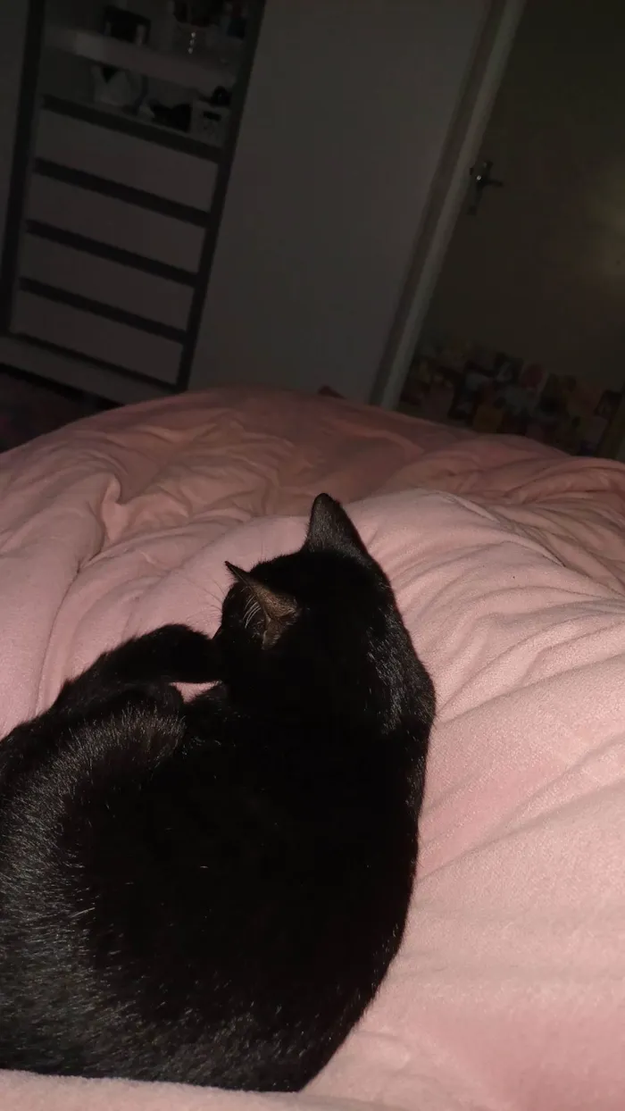 Gato ra a Siamesa e Pretinho idade 2 a 6 meses nome Ofélia e Orfeu 