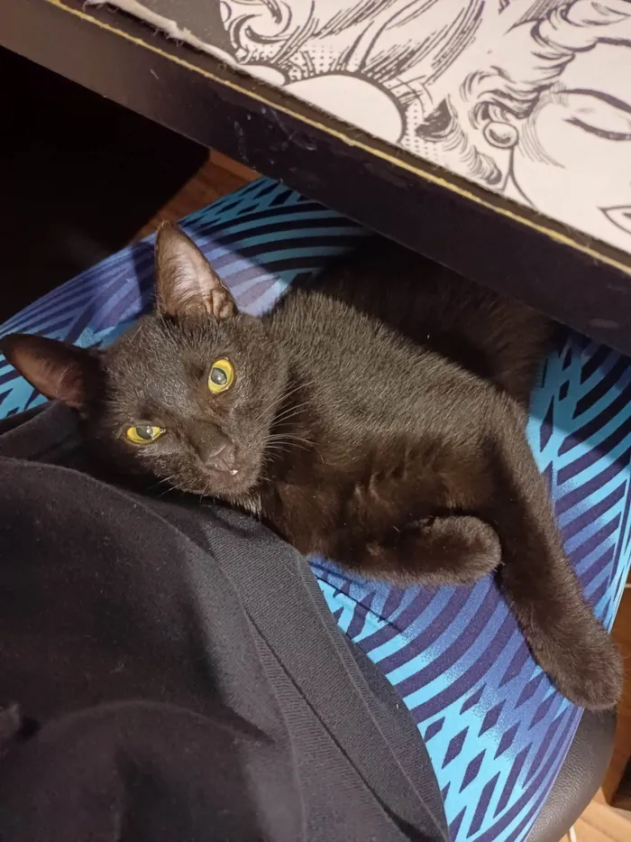 Gato ra a Siamesa e Pretinho idade 2 a 6 meses nome Ofélia e Orfeu 