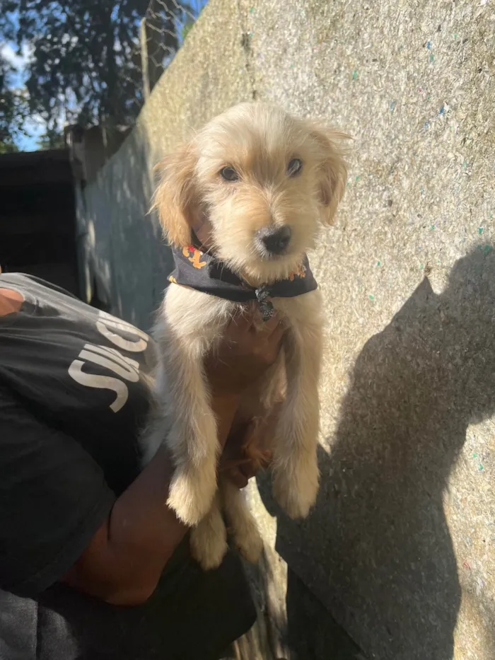 Cachorro ra a SRD-ViraLata idade 2 a 6 meses nome Júlio César 