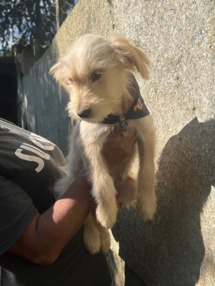Cachorro ra a SRD-ViraLata idade 2 a 6 meses nome Júlio César 
