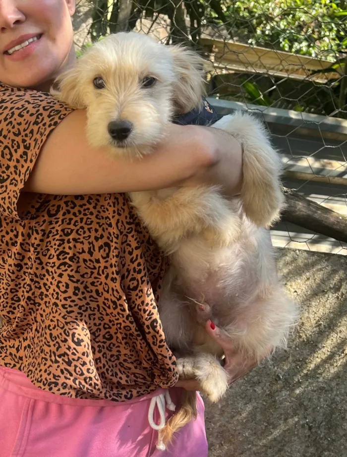 Cachorro ra a SRD-ViraLata idade 2 a 6 meses nome Júlio César 