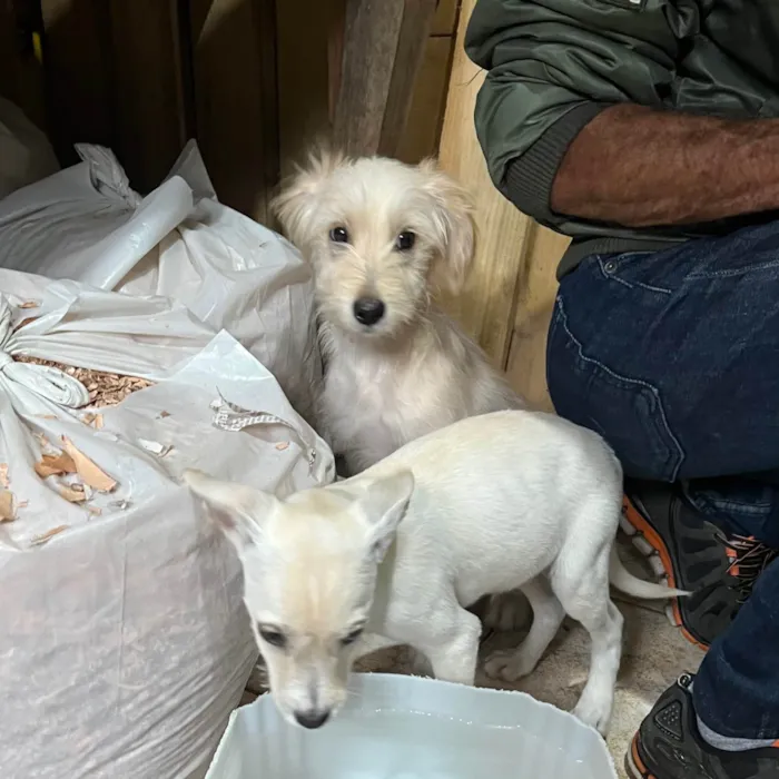 Cachorro ra a SRD-ViraLata idade 2 a 6 meses nome Júlio César 