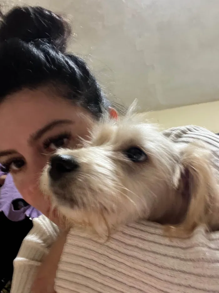 Cachorro ra a SRD-ViraLata idade 2 a 6 meses nome Júlio César 