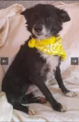 Raposo