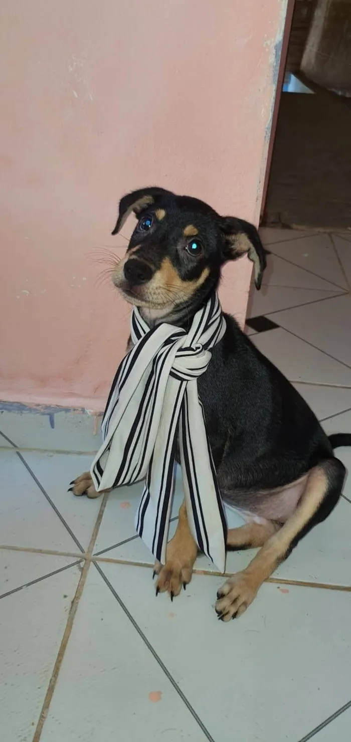 Cachorro ra a SRD-ViraLata idade 2 a 6 meses nome Lola