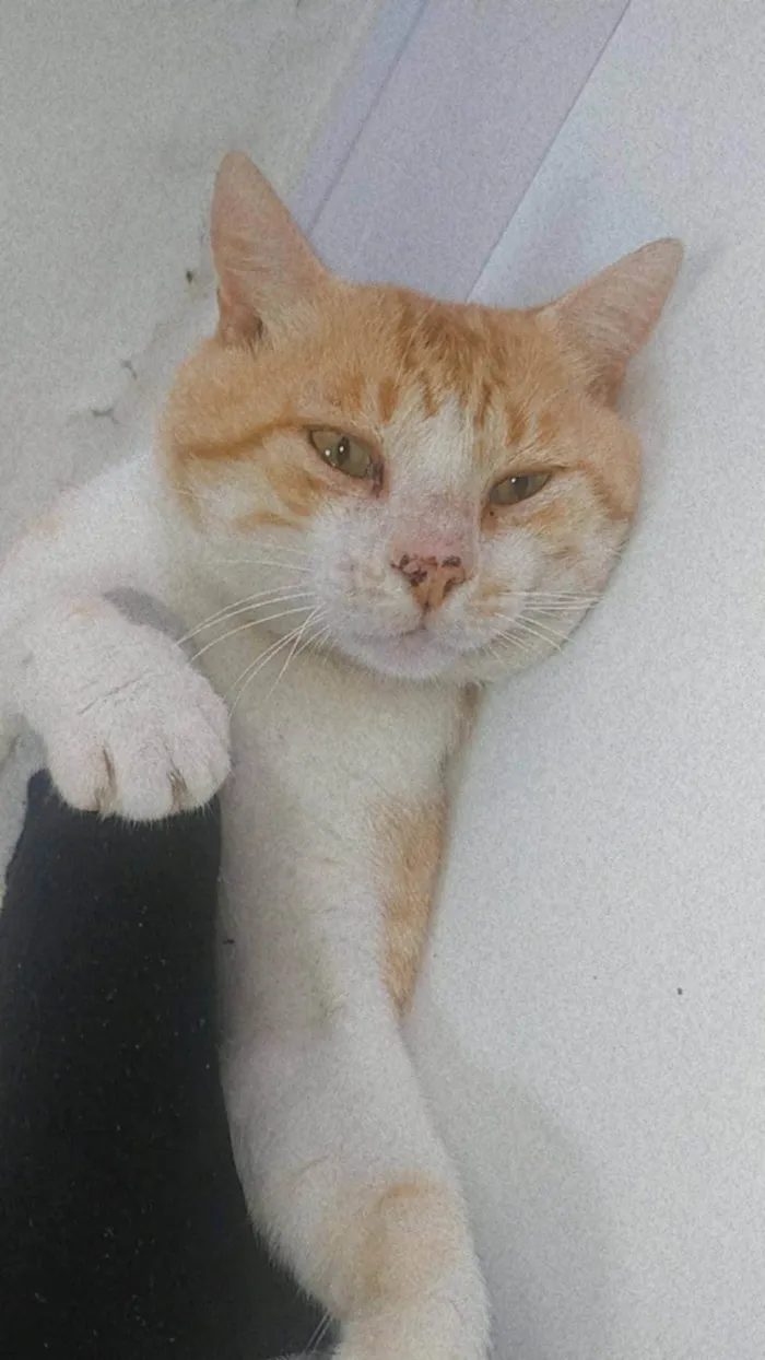 Gato ra a SRD-ViraLata idade 1 ano nome Boris