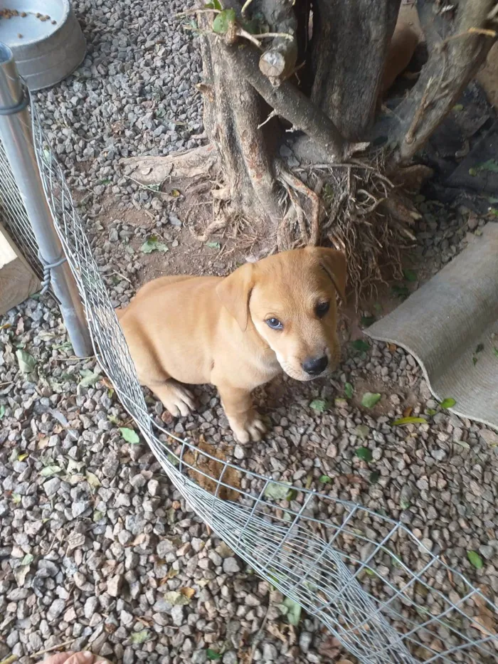 Cachorro ra a Labrador idade Abaixo de 2 meses nome Filhotes