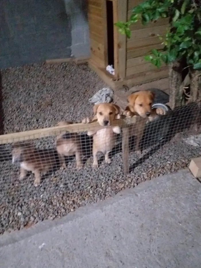 Cachorro ra a Labrador idade Abaixo de 2 meses nome Filhotes