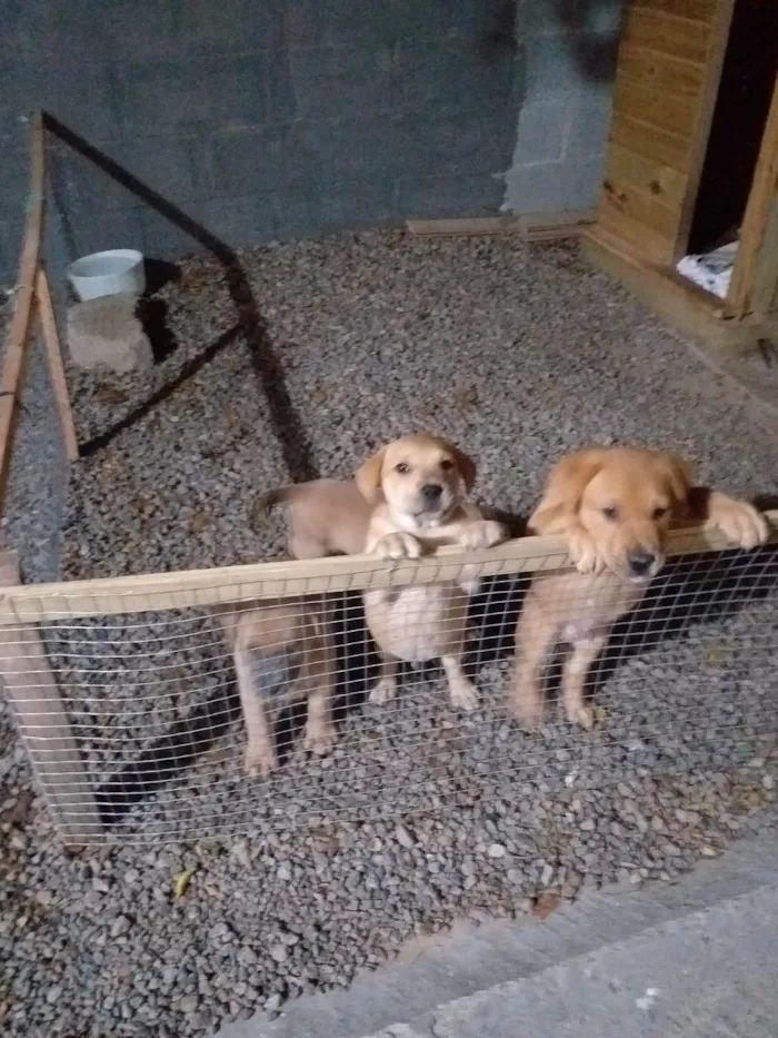 Cachorro ra a Labrador idade Abaixo de 2 meses nome Filhotes