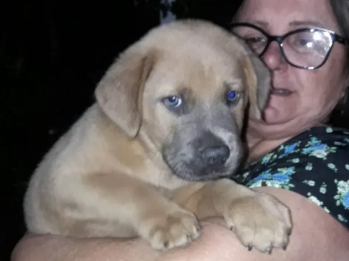 Cachorro ra a Labrador idade Abaixo de 2 meses nome Filhotes