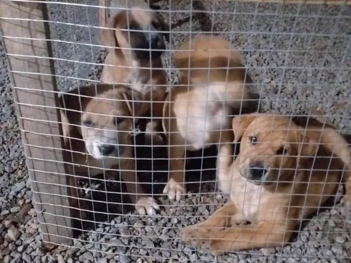 Cachorro ra a Labrador idade Abaixo de 2 meses nome Filhotes