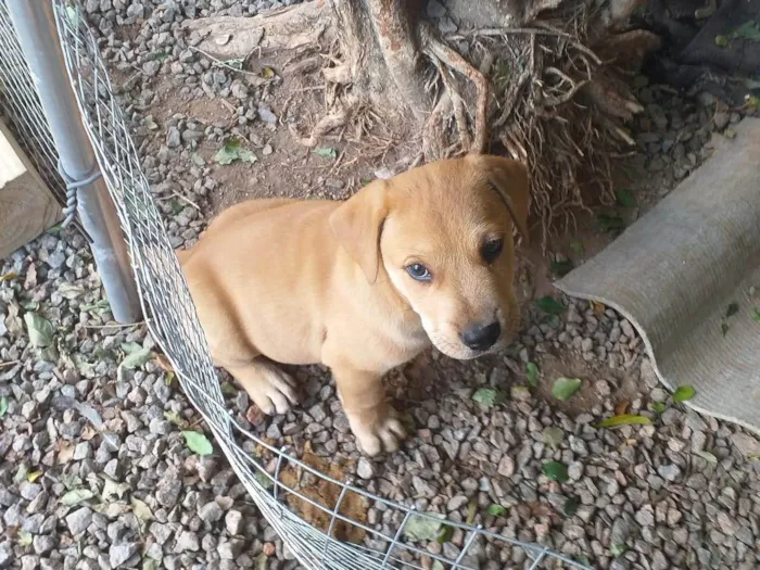 Cachorro ra a Labrador idade Abaixo de 2 meses nome Filhotes