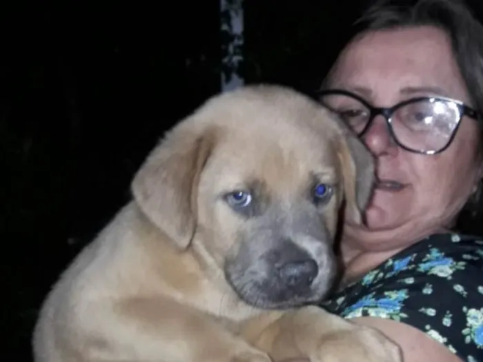 Cachorro ra a Labrador idade Abaixo de 2 meses nome Filhotes