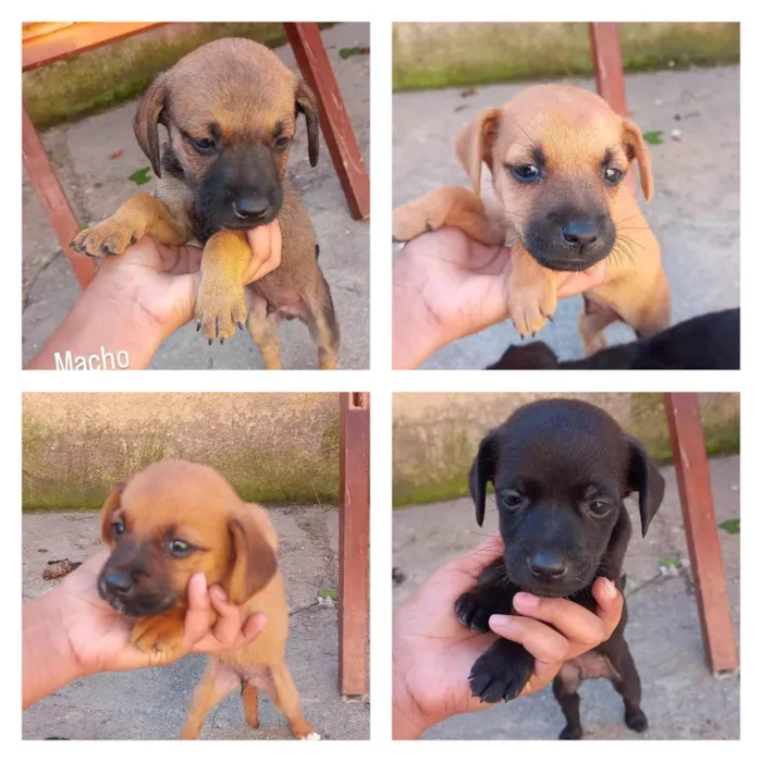 Cachorro ra a SRD-ViraLata idade Abaixo de 2 meses nome Machinhos
