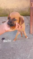 Machinhos