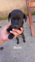 Machinhos