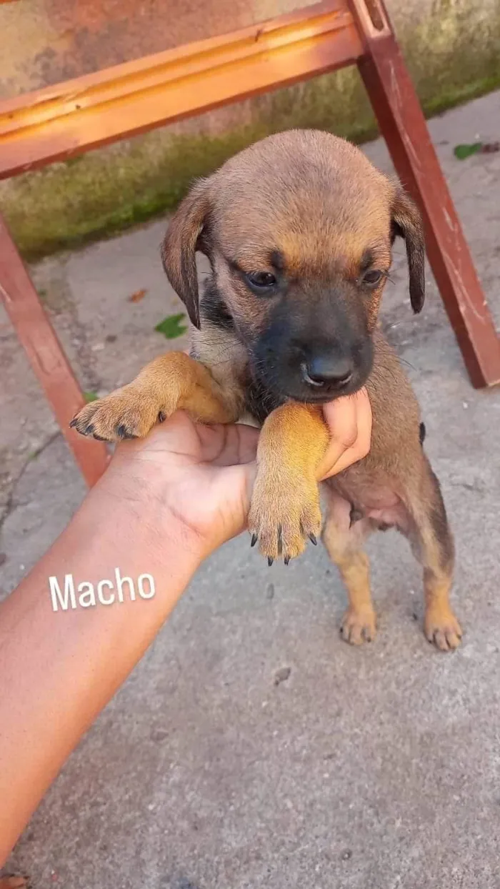 Cachorro ra a SRD-ViraLata idade Abaixo de 2 meses nome Machinhos