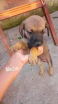 Machinhos