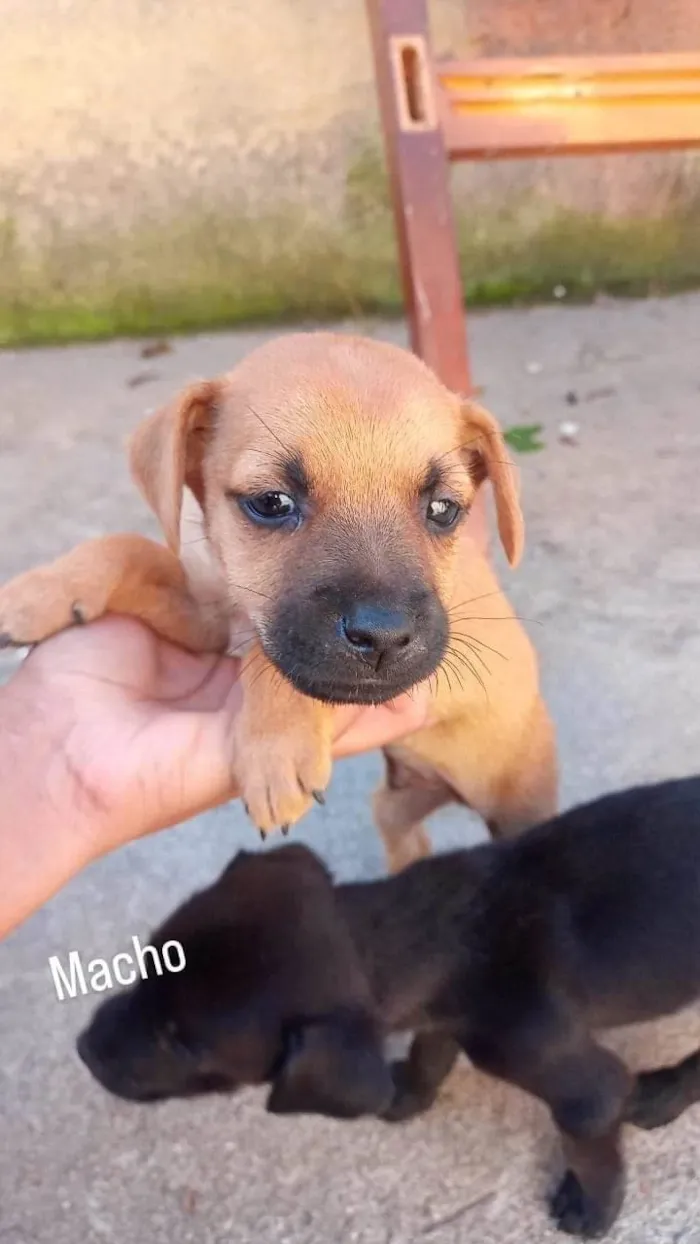 Cachorro ra a SRD-ViraLata idade Abaixo de 2 meses nome Machinhos