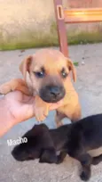 Machinhos