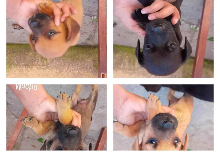 Cachorro ra a SRD-ViraLata idade Abaixo de 2 meses nome Machinhos