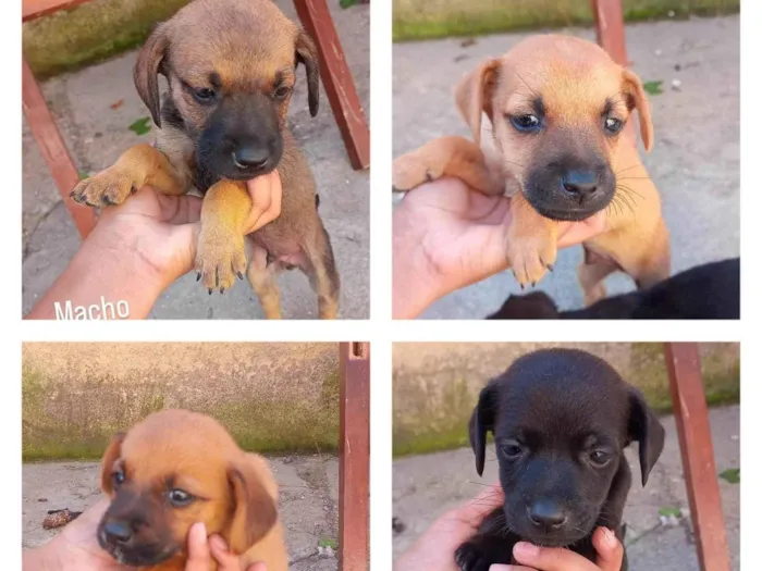 Cachorro ra a SRD-ViraLata idade Abaixo de 2 meses nome Machinhos