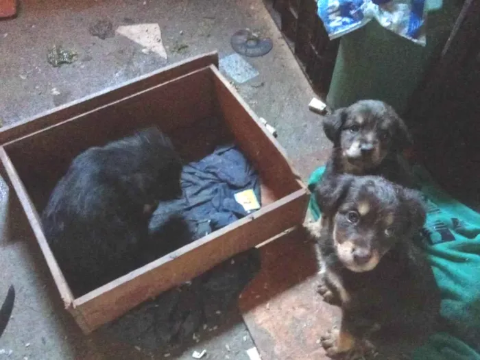 Cachorro ra a SRD-ViraLata idade 2 a 6 meses nome Não tem nomes