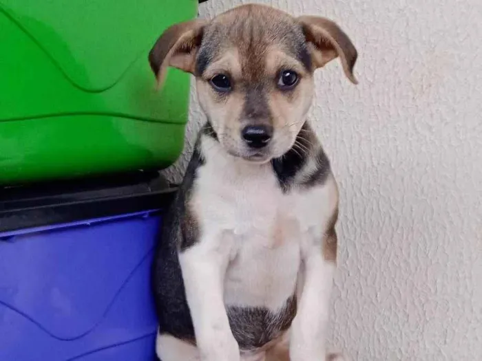 Cachorro ra a vira lata idade Abaixo de 2 meses nome filhotes