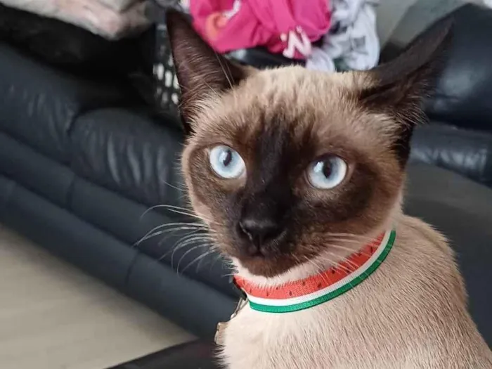 Gato ra a Siamesa e Pretinho idade 2 a 6 meses nome Ofélia e Orfeu 