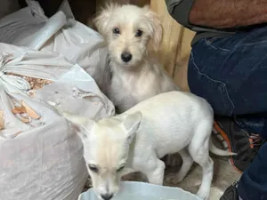 Cachorro raça SRD-ViraLata idade 2 a 6 meses nome Júlio César 