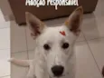 Bartolomeu