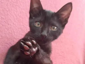 Gato raça Nenhuma  idade Abaixo de 2 meses nome Ravena