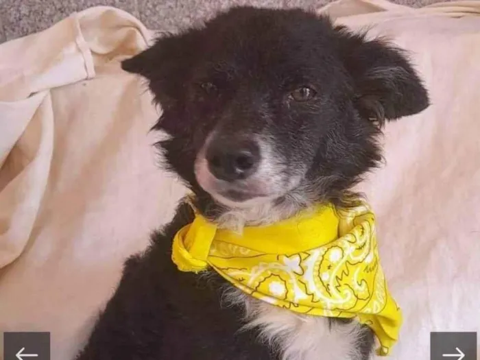 Cachorro ra a SRD-ViraLata idade 4 anos nome Raposo
