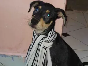 Cachorro raça SRD-ViraLata idade 2 a 6 meses nome Lola