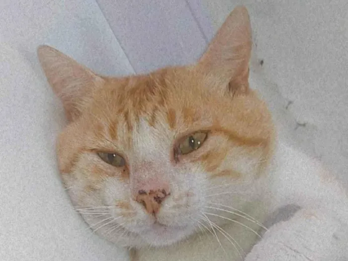 Gato ra a SRD-ViraLata idade 1 ano nome Boris