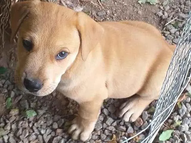 Cachorro ra a Labrador idade Abaixo de 2 meses nome Filhotes